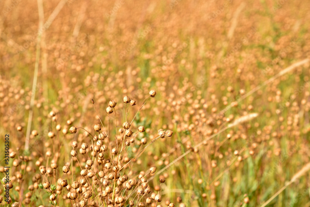 Buckwheat field in the countryside during the day. Buckwheat ears in autumn during harvesting.