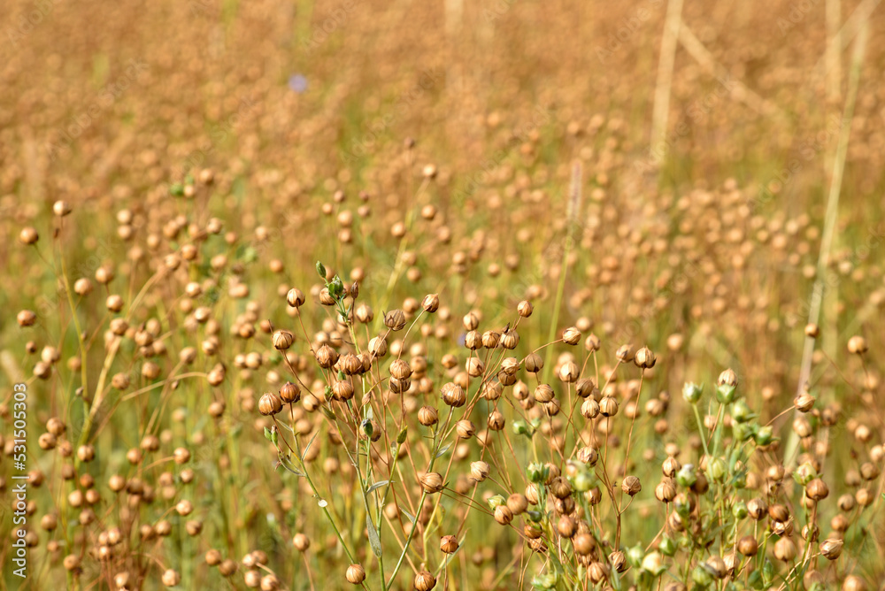 Buckwheat field in the countryside during the day. Buckwheat ears in autumn during harvesting.
