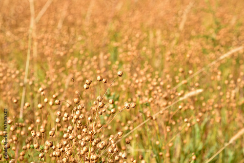 Buckwheat field in the countryside during the day. Buckwheat ears in autumn during harvesting.