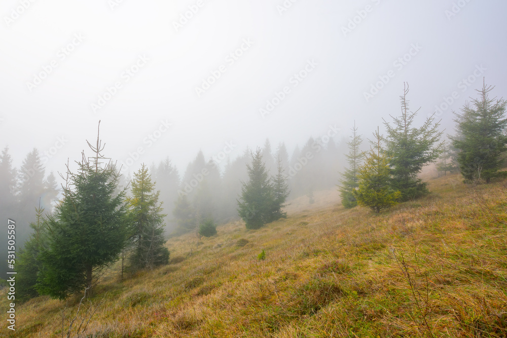 Fototapeta premium foggy autumn scenery in the morning. spruce forest on the hill with weathered grass. outdoor nature adventures in mysterious weather with overcast sky
