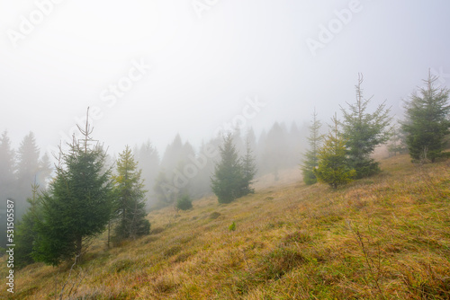 foggy autumn scenery in the morning. spruce forest on the hill with weathered grass. outdoor nature adventures in mysterious weather with overcast sky