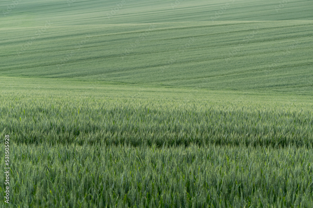 Field with green wheat, unripe crops