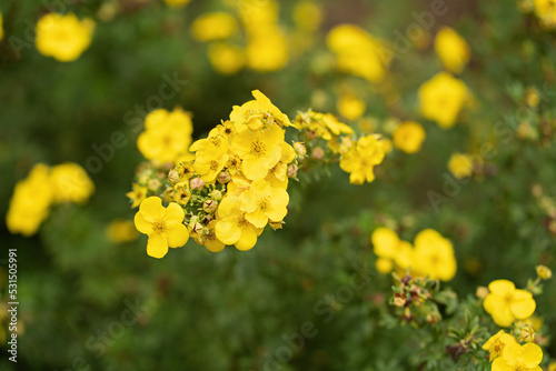Shrub Potentilla (Potentilla fruticosa 'King Cup') in a grassy border in the Oliwski Park in Gdansk