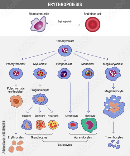 Erythropoiesis. The development of red blood cell. Erythrocyte. photo