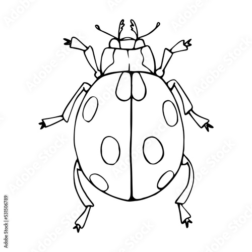 Linear sketch of a summer insect, ladybug doodle.Vector graphics.