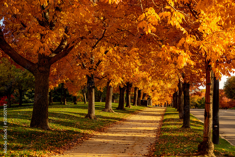 Peak Fall Color in south Denver Colorado urban park