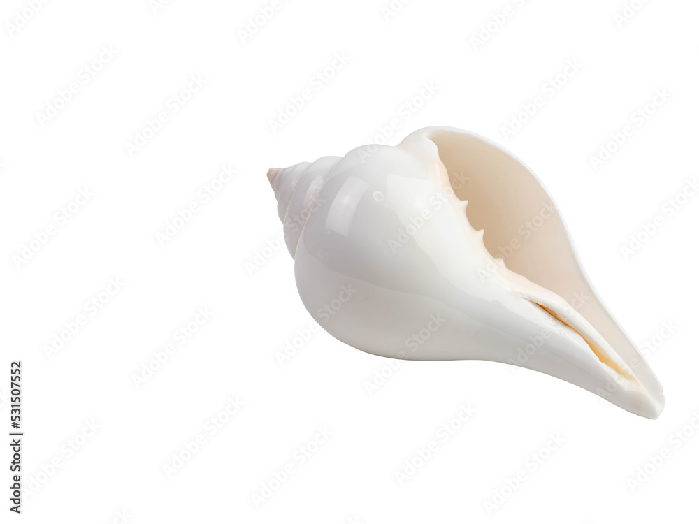 Naklejka premium White conch shell with oranges isolated on white background with clipping path.