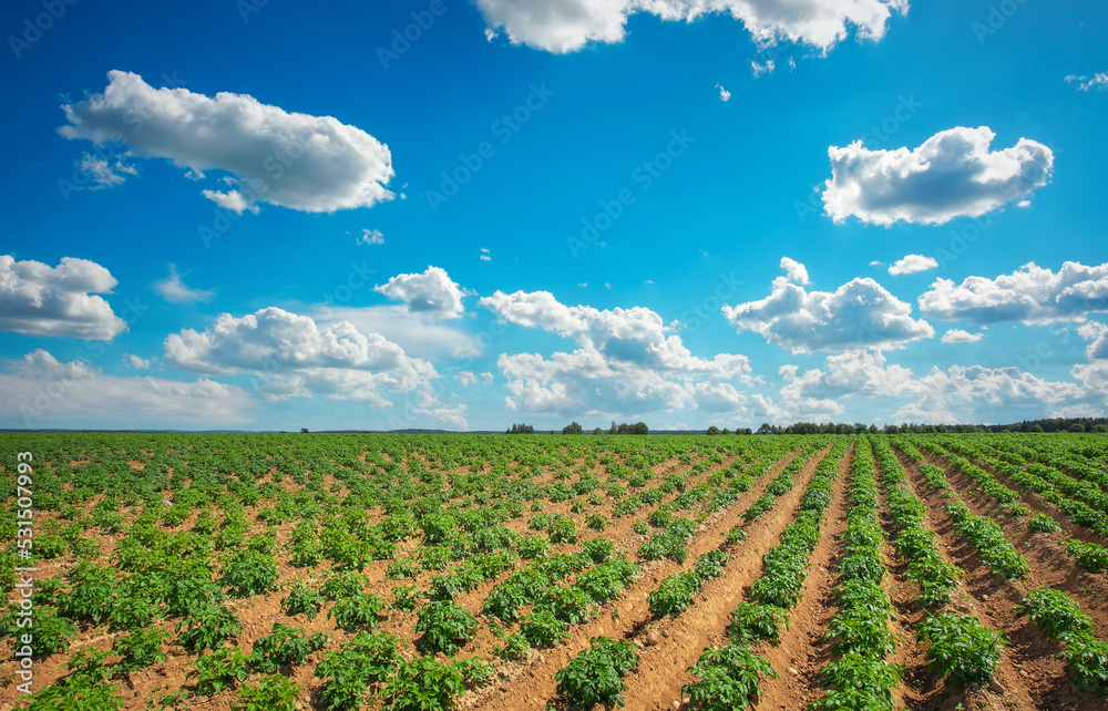Feld of potatos and cloudy blue sky. Composition of Nature