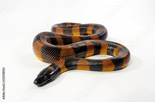 Bismarck ringed python // Bismarck-Ringpython (Bothrochilus boa) photo