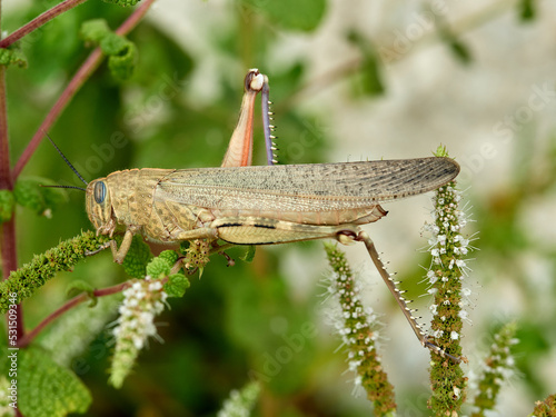 Egyptian Bird Grasshopper. Anacridium aegyptium    photo