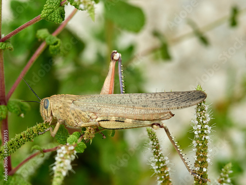 Egyptian Bird Grasshopper. Anacridium aegyptium    photo