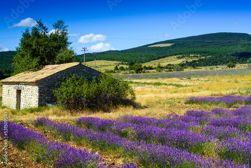 Typical provencal stone shelter in front of lavender