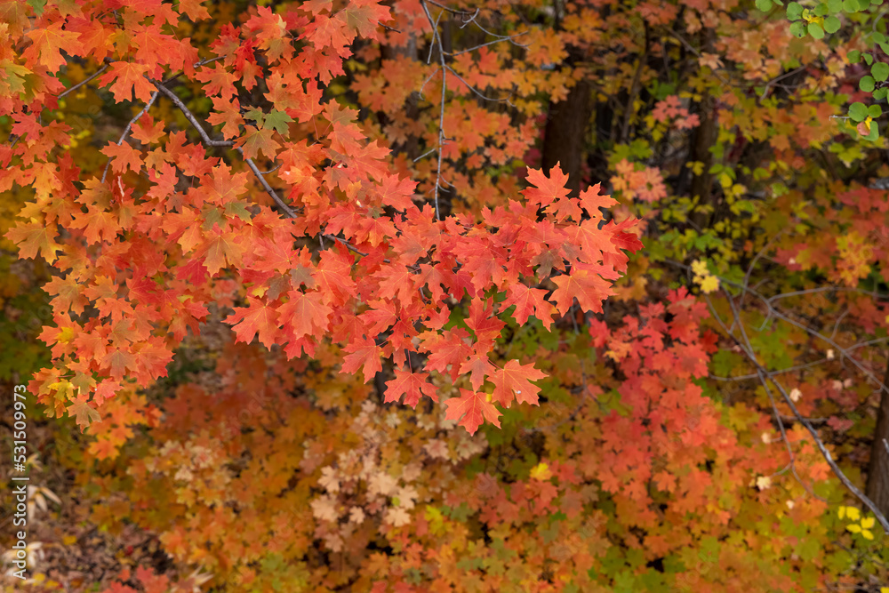 Bright red Maple tree branch, selective focus. Bright red Maple tree branch, selective focus.