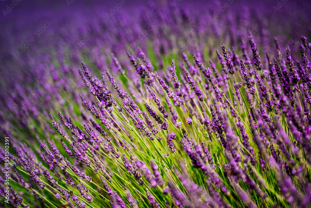 Close up on lavender flower
