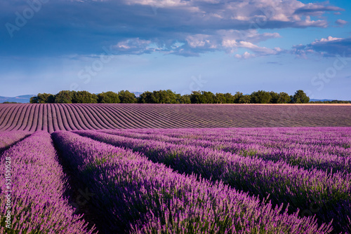 Typical landscape of lavender fields on Valensole plateau
