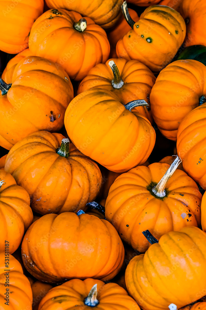 Orangita, Cucurbita Pepo, Speisekürbis, Kürbisernte, Kürbisfest, Herbst, Herbstmarkt, Baselland, Nordwestschweiz, Schweiz Orangita, Cucurbita Pepo, Speisekürbis, Kürbisernte, Kürbisfest, Herbst, Herbstmarkt, Baselland, Nordwestschweiz, Schweiz