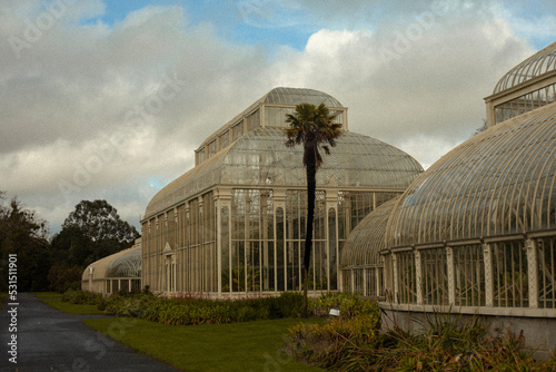 Canvas Print Dublin botanic garden with palm tree in the middle and cloudy sky