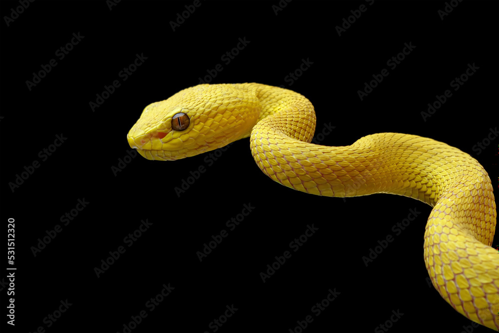 Yellow viper snake on branch, viper snake isolated on black background, animal closeup Yellow viper snake on branch, viper snake isolated on black background, animal closeup