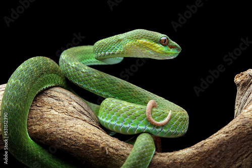 poisonous green snake above the branch, green viper snake on a black background, venomous and poisonous snake, animal closeup