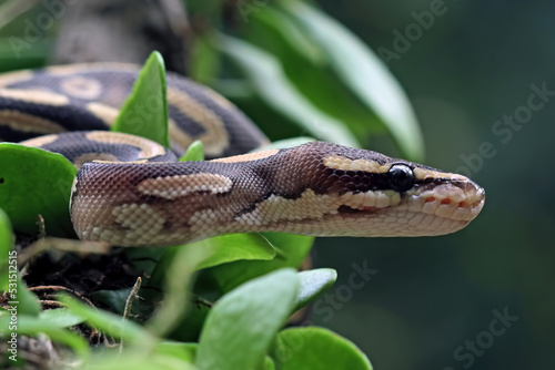Close up of ball python on a branch, non-venomous snake, python regius