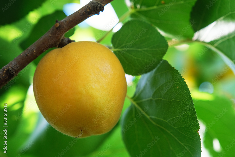 Peach on a branch against a background of green leaves