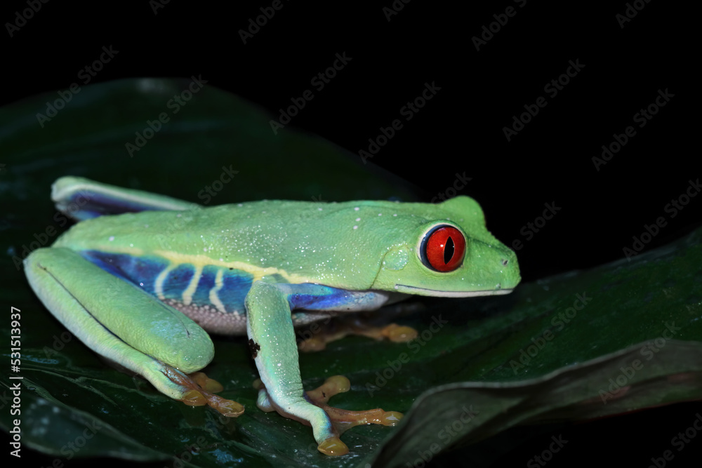 Obraz premium Red-eyed amazon tree frog on leaves, Agalychnis callidryas
