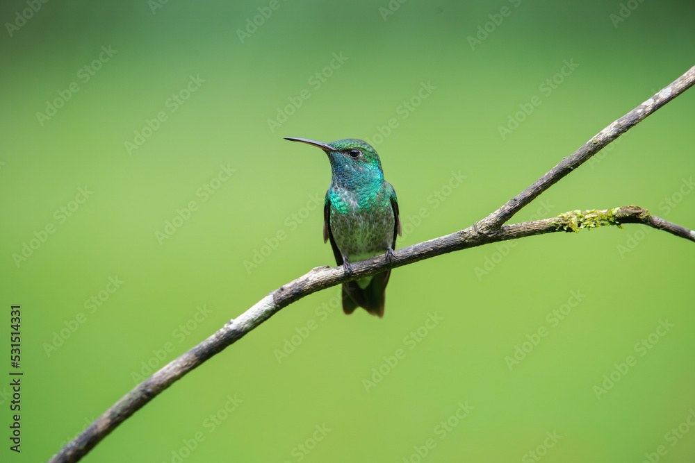 Fototapeta premium beija-flor-de-banda-branca (Chrysuronia versicolor)