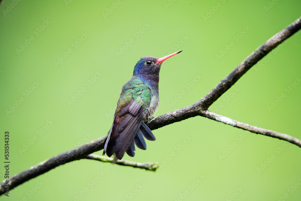 Obraz premium beija-flor-roxo (Chlorestes cyanus)
