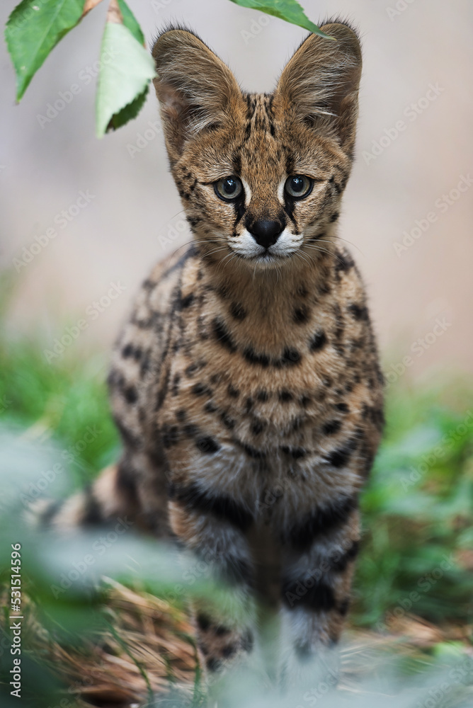 Serval (Leptailurus serval) Detail portrait Serval (Leptailurus serval) Detail portrait
