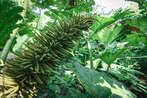 Exotic unusual plants in the garden  close-up.