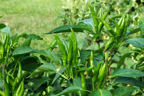 fresh organic green chili pepper or chillies on plant in garden ready for harvesting