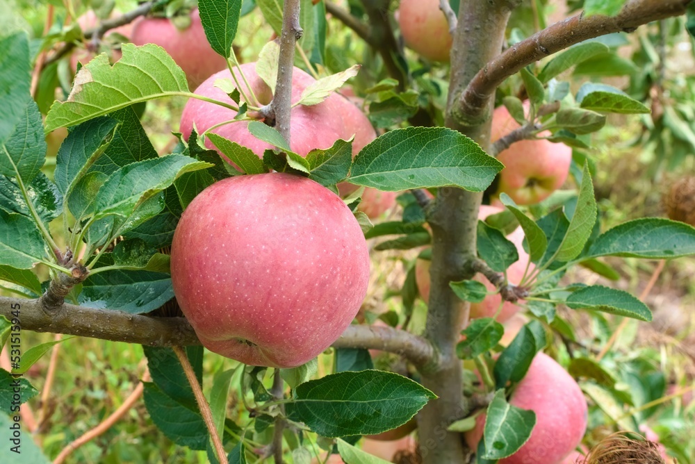 apples on tree apples on tree