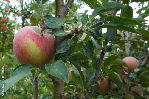 apple on tree