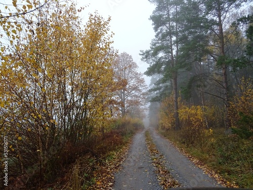 road in the forest in autumn and with fog © John