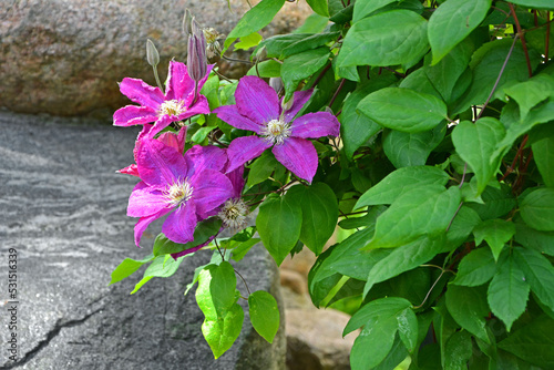 różowe kwiaty powojnika (Clematis )
