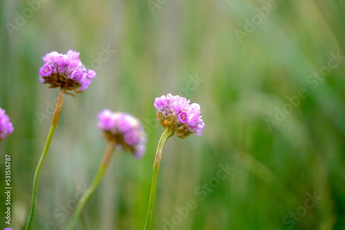 Close-up photo of pink blooming Beach Thrifts