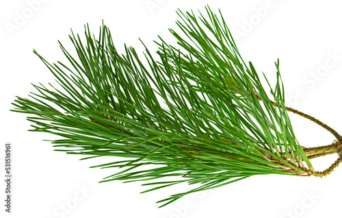 green pine branch isolated on white background. Pine cone and branch of fir tree. isolated. Floral design.