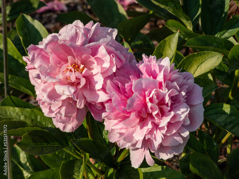Peony (Paeonia lactiflora) flowering with full-pettaled flowers in intense pink colour and the many dots on its petals in the garden in sunlight