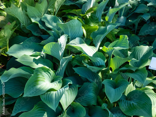 Fényképezés Large to giant hosta (hybrid of Hosta nigrescens) 'Krossa Regal' with smooth, th