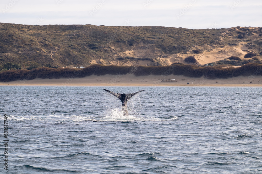 Fototapeta premium Southern right whale elegantly showing its tail near the Valdes Peninsula, Argentina.