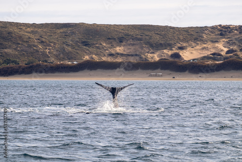 Southern right whale elegantly showing its tail near the Valdes Peninsula  Argentina.