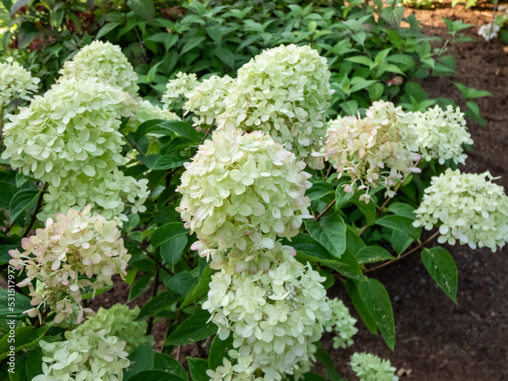 Hydrangea paniculata 'Little lime' - compact, bushy shrub flowering with profusion of large panicles, blossoms change color from soft lime green to creamy white in summer Hydrangea paniculata 'Little lime' - compact, bushy shrub flowering with profusion of large panicles, blossoms change color from soft lime green to creamy white in summer