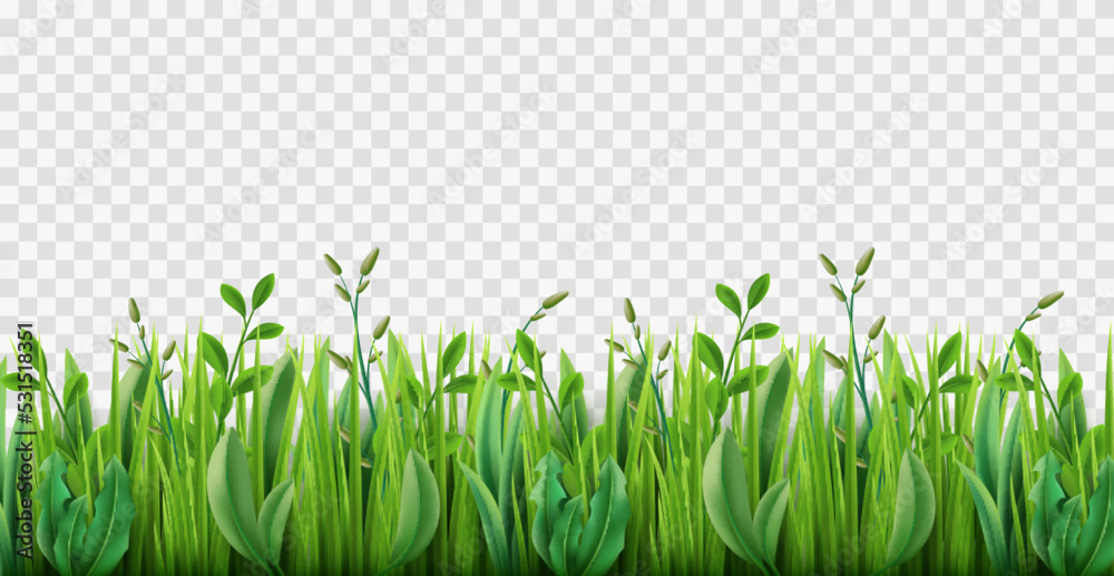 Realistic grass border. Lush strip of green lawn grass, 3d herbs isolated on transparent background, park nature plants growing, environmental pasture, horizontal meadow, utter vector concept - obrazy, fototapety, plakaty 