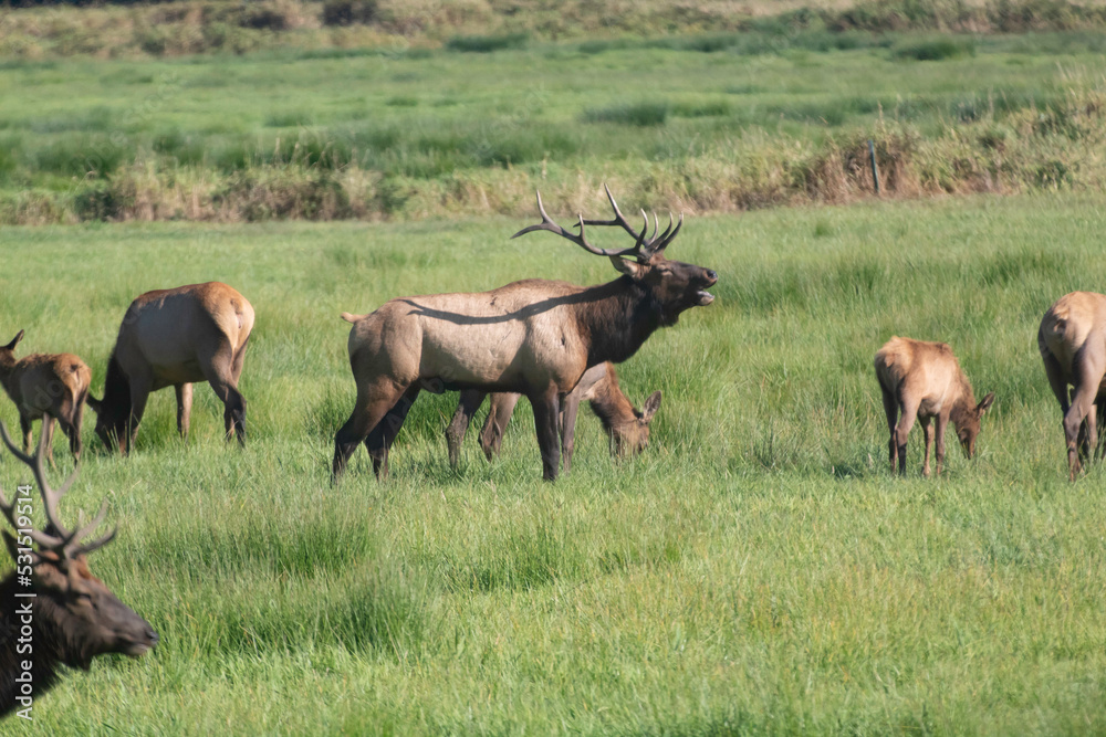 A Roosevelt Elk Buck walking among the herd.