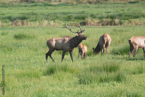 A Roosevelt Elk Buck walking among the herd.