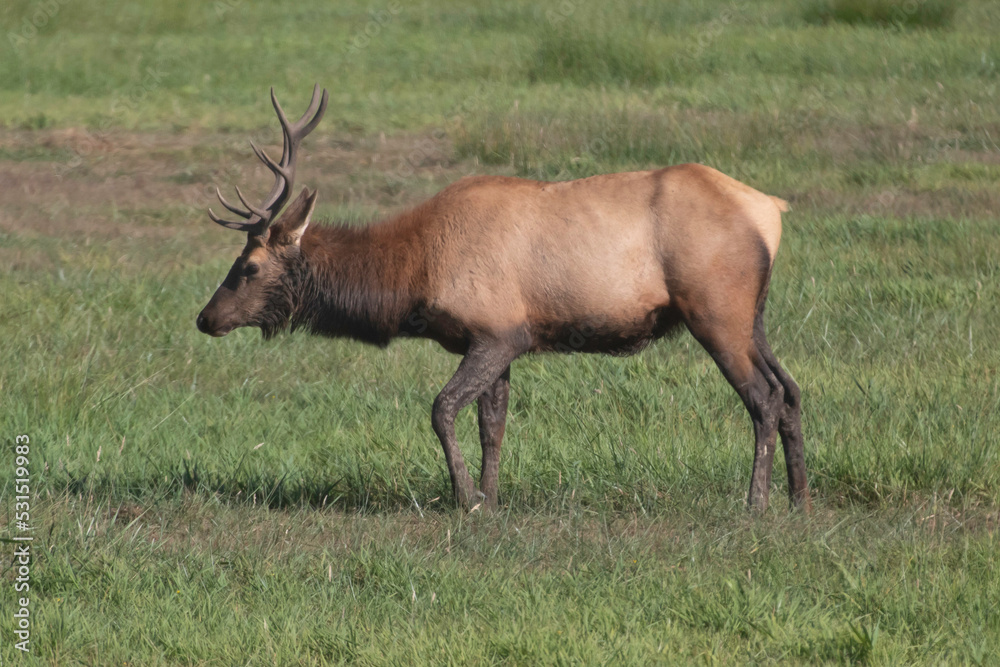 A Roosevelt Elk Buck walking among the herd. A Roosevelt Elk Buck walking among the herd.