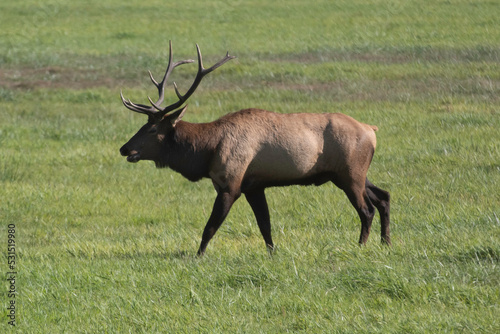 A Roosevelt Elk Buck walking among the herd. © Robert