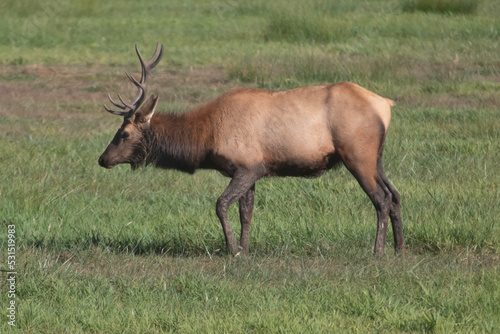 A Roosevelt Elk Buck walking among the herd.