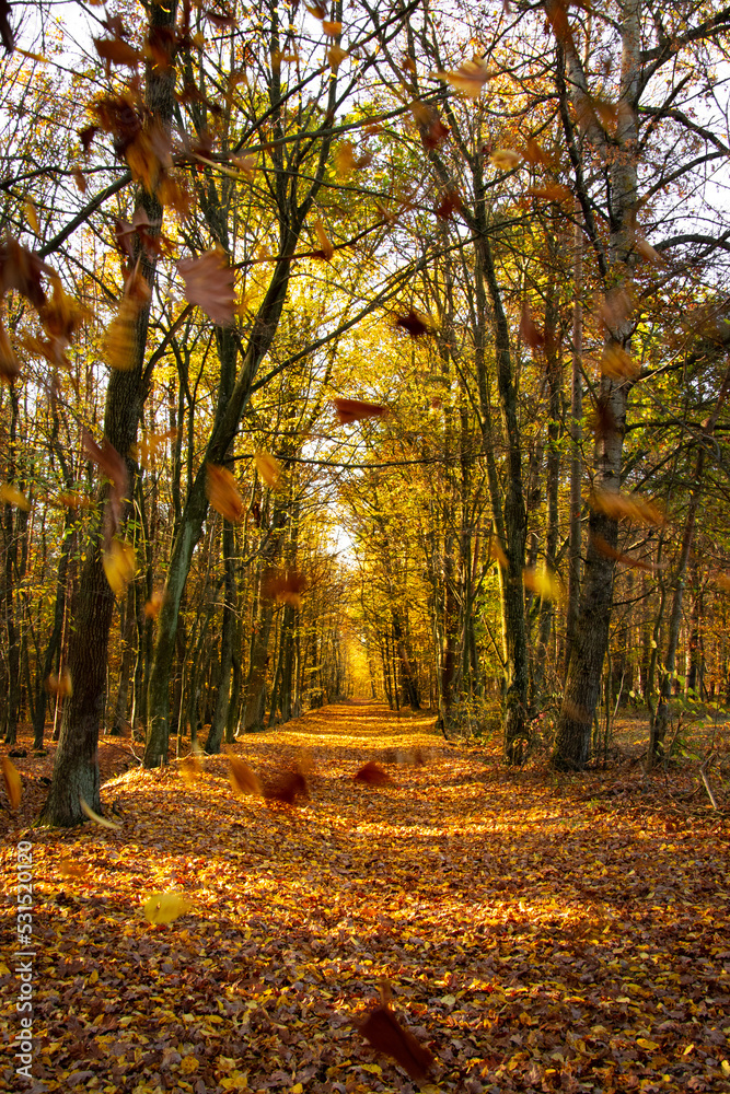 Obraz premium Autumn landscape. Yellow, red, orange and brown leaves. Fall foliage during autumn season with warm sunlight in the forest.