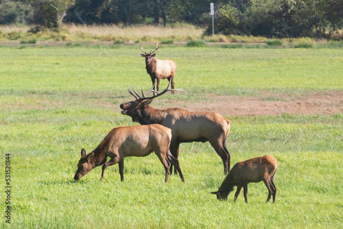 A Roosevelt Elk Buck walking among the herd.